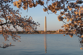 Cherry_Blossoms