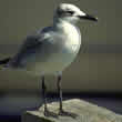 bird
