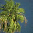 palm tree